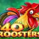 40 Roosters